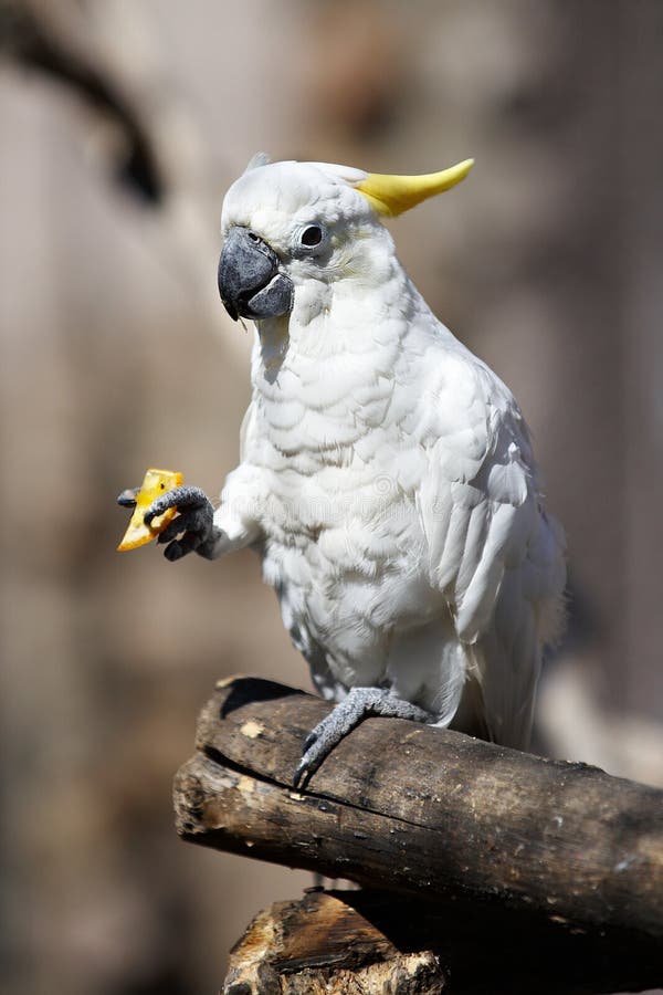 Parrot Cockatoo Eats Orange Stock Image Image of tail, life 14472517