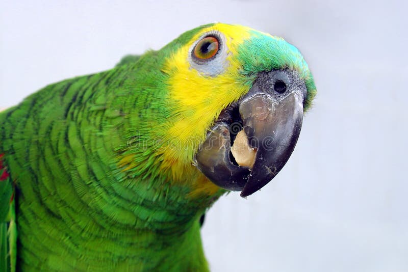 Parrot eating stock photo. Image of food, beautiful, cute 17774618
