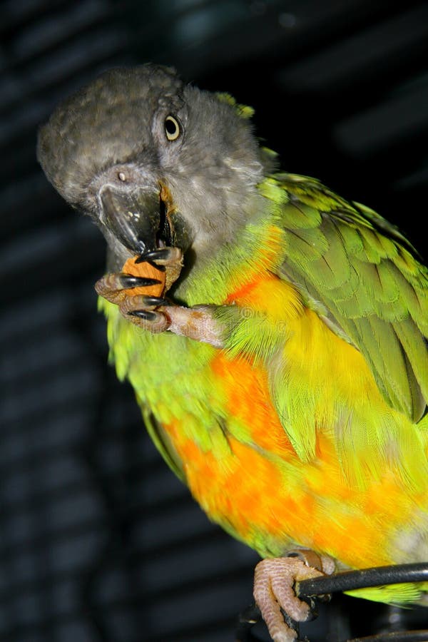 The Parrot Of Senegal Eats Broccoli Stock Image Image of green, look