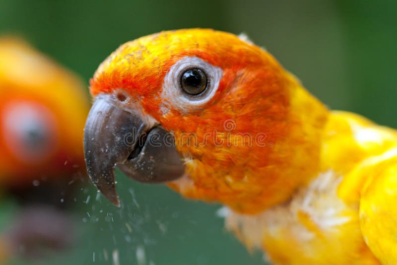 Parrot eating food stock image. Image of eating, bird 25722633