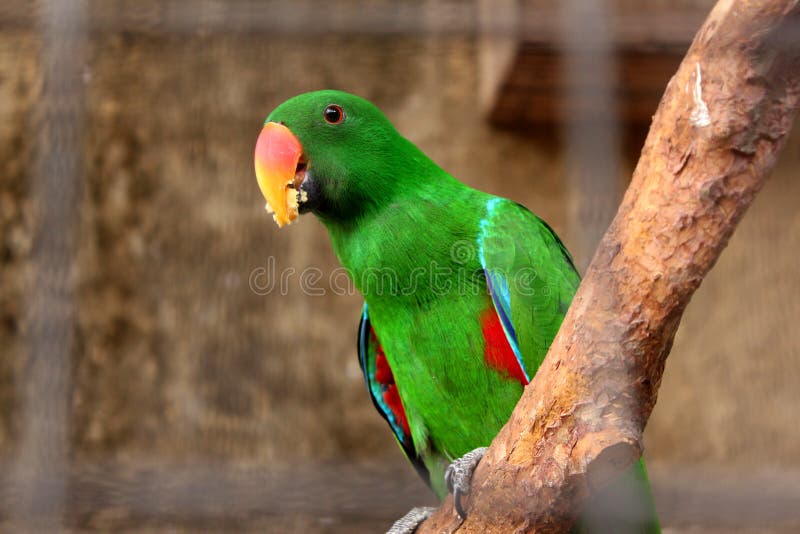 Parrot eating food stock image. Image of macaw, branch 28922421