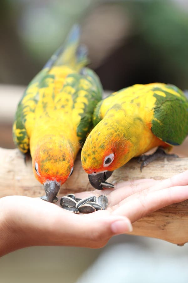 Parrot is eating foods. stock image. Image of hand, animals 41224855