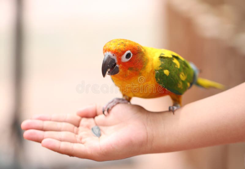 Head of Parrot is Eating Foods on Tree Branch. Stock Image Image of