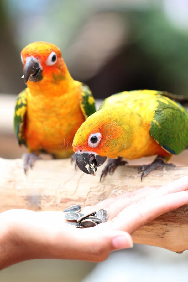Head of Parrot is Eating Foods on Tree Branch. Stock Image Image of