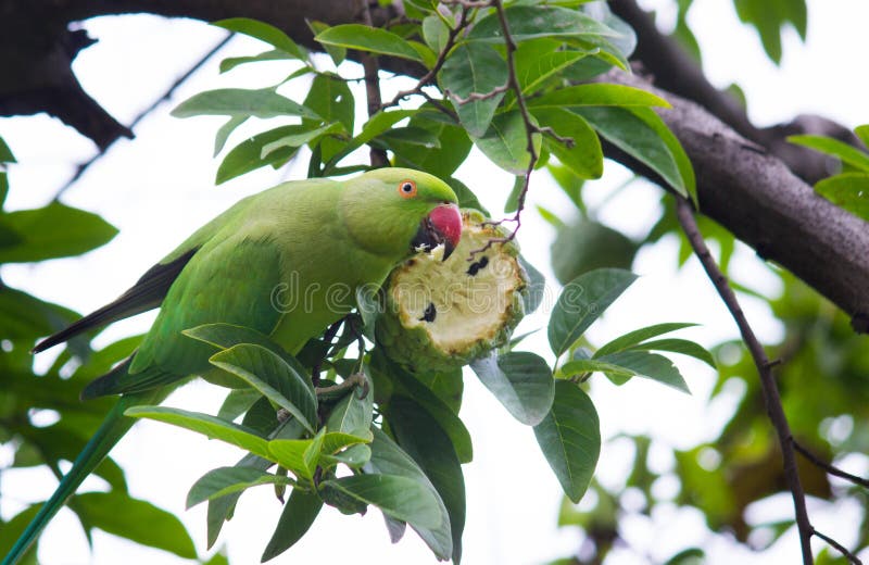 Image result for parrots on guava tree india
