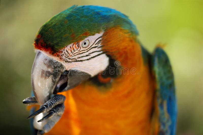 Parrot eating with his paws