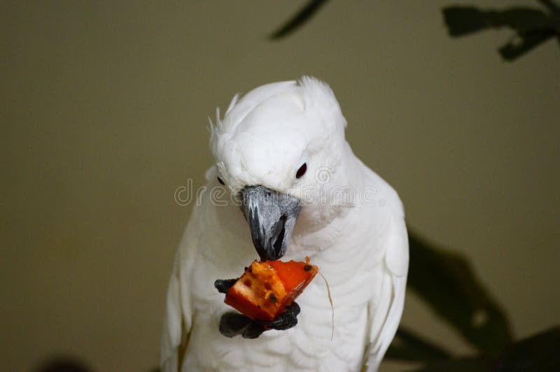 Parrot Eating Holding Food In His Feet Stock Photo Image of tail