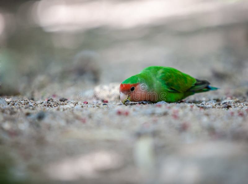 Parrot Eating Seeds on the Ground. Stock Photo Image of sweet