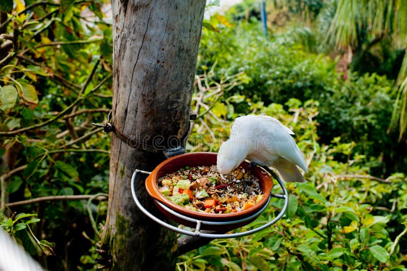 The Parrot Eats from the Feeder. Stock Photo Image of eats, feather