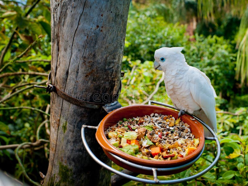 Parrot eats nut stock photo. Image of beak, parakeet 14068264
