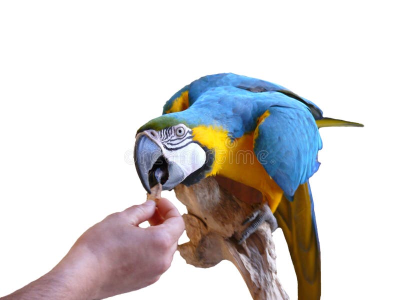 Un colorato blue macaw parrot seduto su un ramo che mangia dalla mano di un uomo.