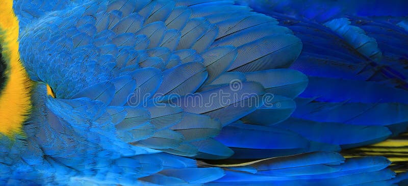 Feather Yellow Stock Photos - 762,565 Images