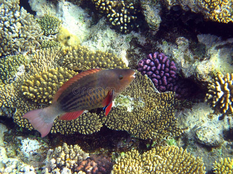 Soldier Fish Seychelles stock image. Image of ocean, peacock - 21423245