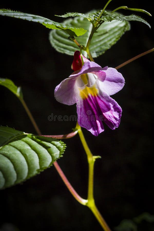 Parrot Flower, selective focus, black background. Parrot Flower, selective focus, black background