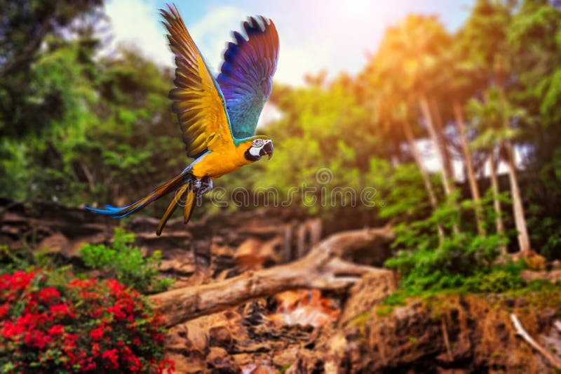 Parrot flying