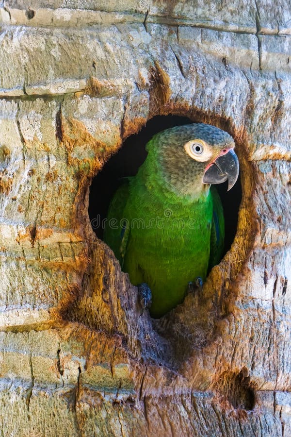 Parrot in the hollow of a tree Aratinga Cabecifusca Aratinga weddellii south american bird colombian national aviary. Parrot in the hollow of a tree Aratinga Cabecifusca Aratinga weddellii south american bird colombian national aviary