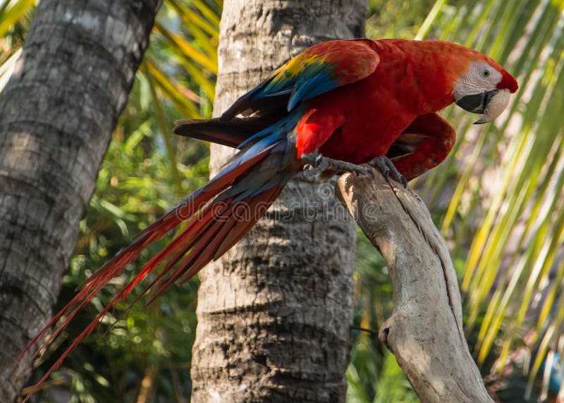 Parrot in jungle stock image. Image of bird, outdoors Biology Diagrams