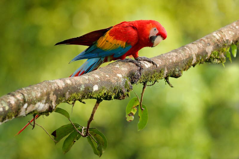 Parrot Scarlet Macaw, Ara macao, in green tropical forest, Costa Rica, Wildlife scene from tropic nature. Red bird in the forest, South America. Parrot Scarlet Macaw, Ara macao, in green tropical forest, Costa Rica, Wildlife scene from tropic nature. Red bird in the forest, South America.