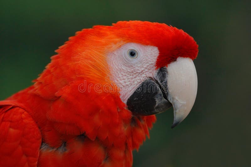 Parrot l'ara d'écarlate, arums Macao, portrait principal rouge dans la forêt tropicale vert-foncé, Costa Rica images stock Parrot l'ara d'écarlate, arums Macao, portrait principal rouge dans la forêt tropicale vert-foncé, Costa Rica images stock