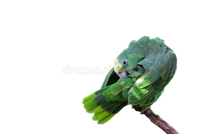 Parrot macaw with green and yellow feathers