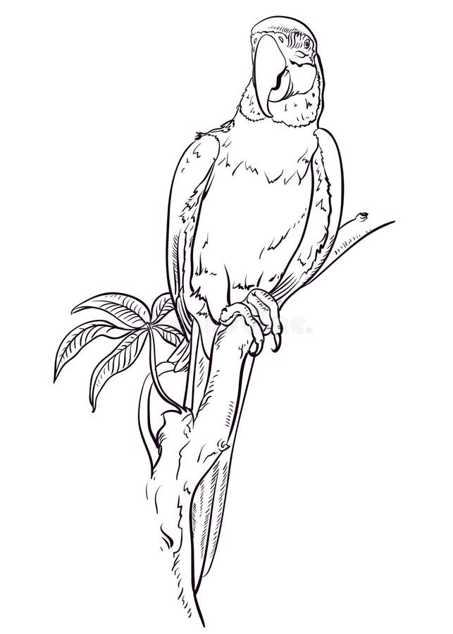 Parrot macaw sits on the branch stock illustration Parrot macaw sits on the branch stock illustration