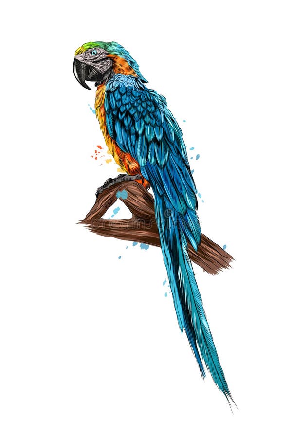Parrot Macaw from a Splash of Watercolor, Colored Drawing, Realistic Stock Vector - Illustration of color, macaw: 212950002 Parrot Macaw from a Splash of Watercolor, Colored Drawing, Realistic Stock Vector - Illustration of color, macaw: 212950002