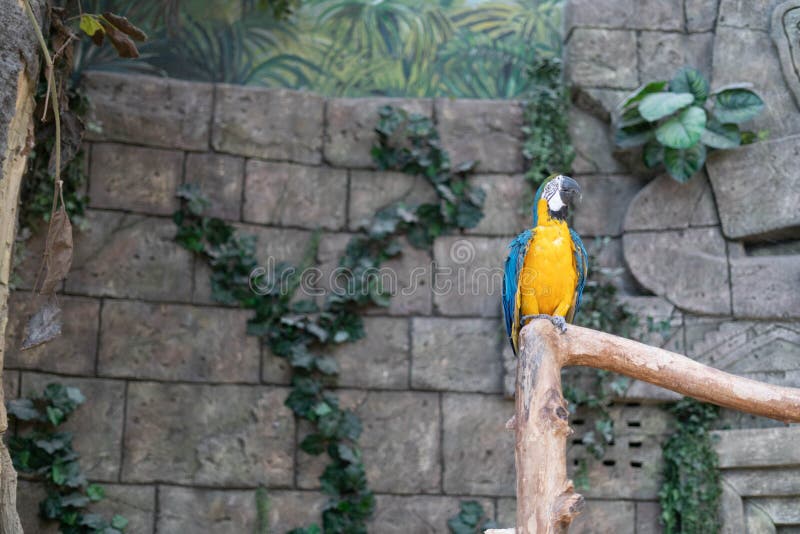 Papoušek v v zoologická zahrada z kapitál,.