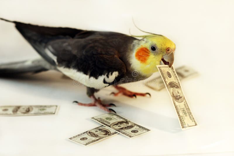 A parrot with the money stock photo. Image of holding 61803776