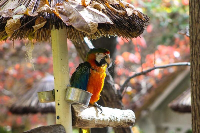 Parrot mountain garden pigeon forge Tennessee