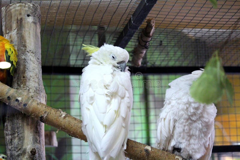 Parrot stock photo. Image of birds, noisy, woodpecker - 119433800