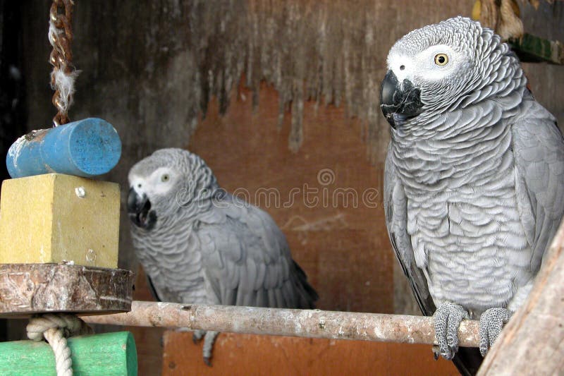 Parrot resting in a cage