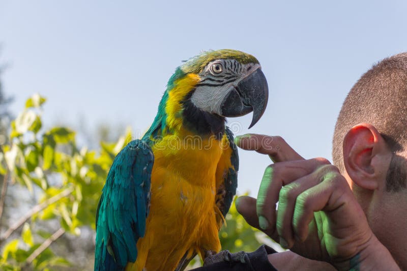 Parrot sitting on shoulder. Blue-and-yellow macaw, Ara ararauna royalty free stock photography Parrot sitting on shoulder. Blue-and-yellow macaw, Ara ararauna royalty free stock photography