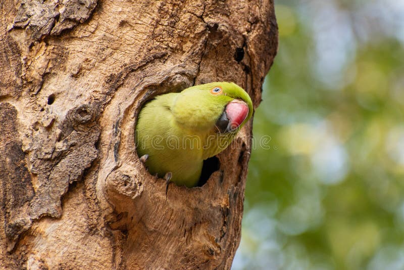 349 Parrots Live Stock Photos Free Royalty Free Stock Photos