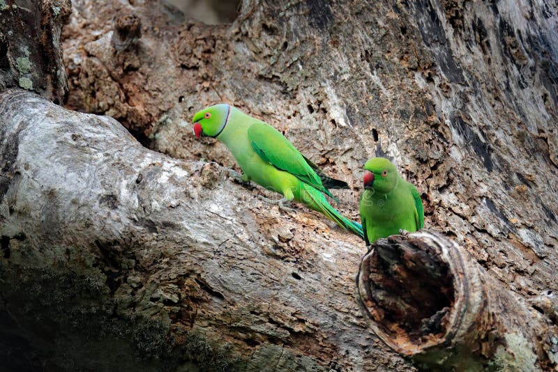 Rose-ringed Parakeets (Psittacula krameri) | Near The Gulf O… | Flickr