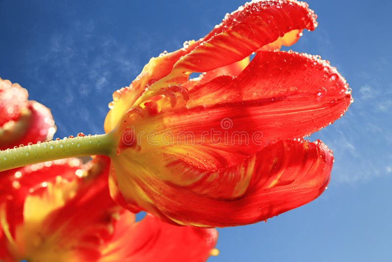 Parrot tulip in backlight with drops of water in front of blue sky