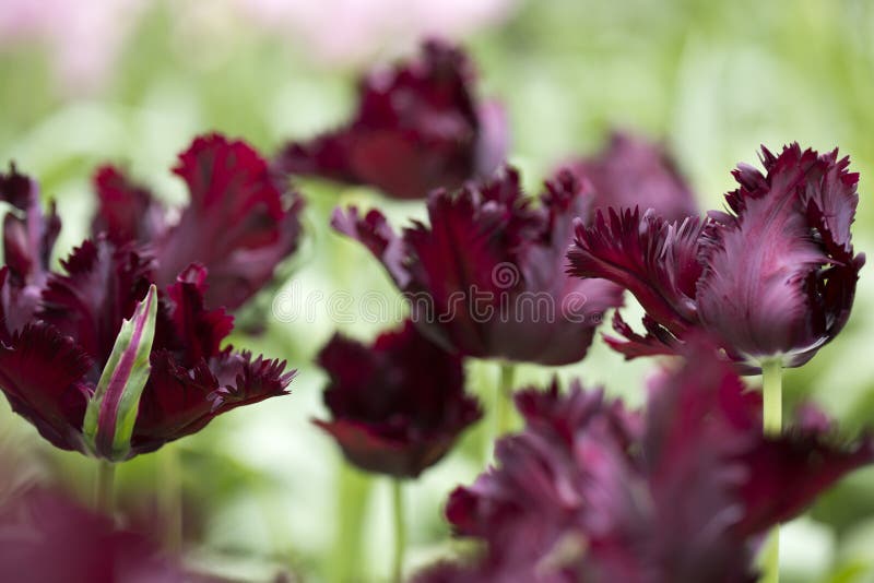 Parrot tulip