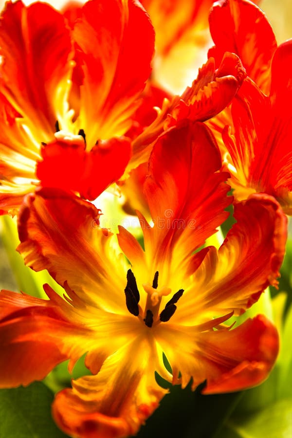 Parrot tulips - funny spring flowers with ruffled and twisted petals in bright colors - vertical image. Parrot tulips - funny spring flowers with ruffled and twisted petals in bright colors - vertical image