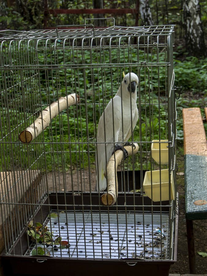Parrot Cockatoo in a Cage on a Green Natural Background Stock Image