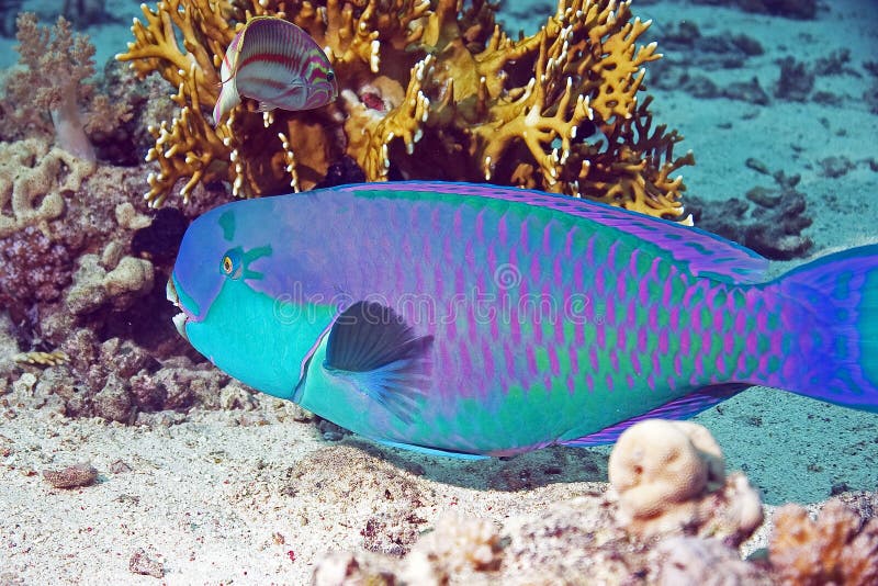 Parrotfish