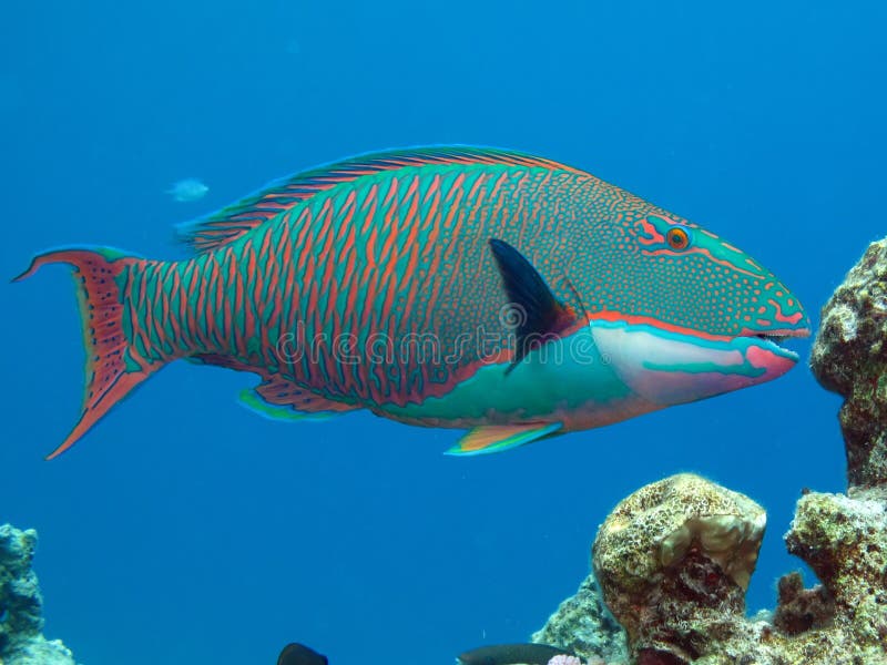 Parrotfish