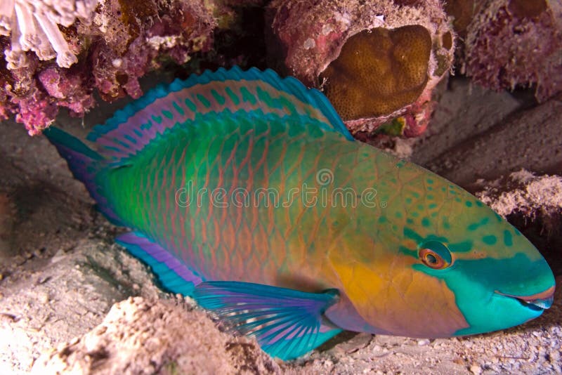 Parrotfish