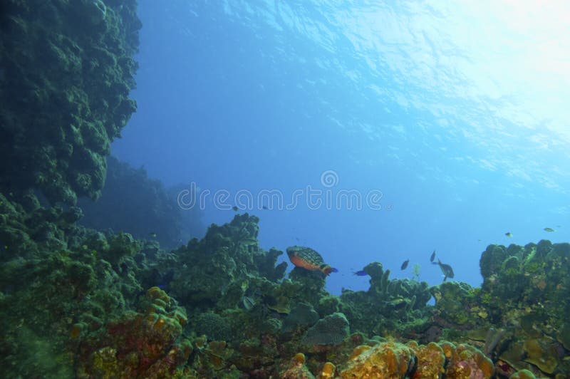 school of bumphead parrotfish in blue water