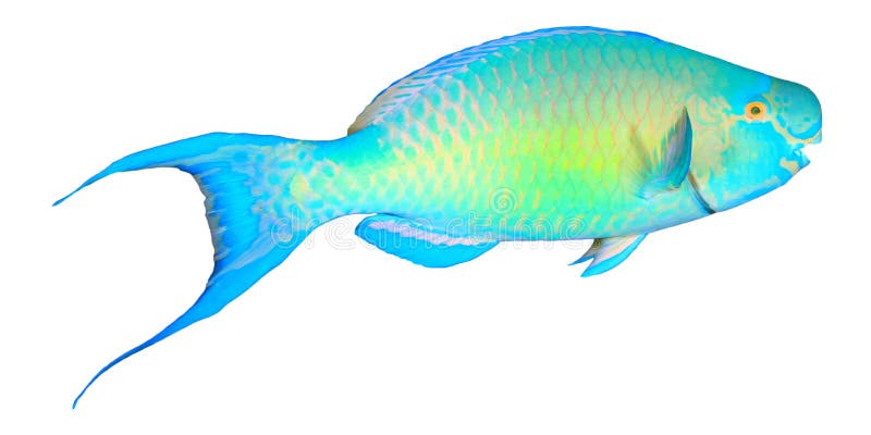 Parrotfish isolated