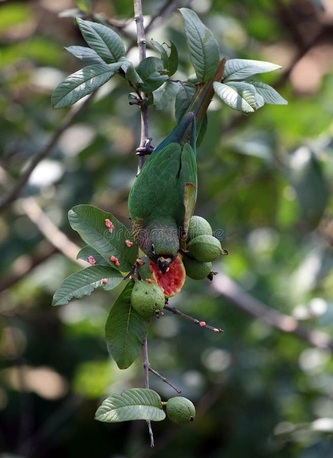 Parrots stock photos