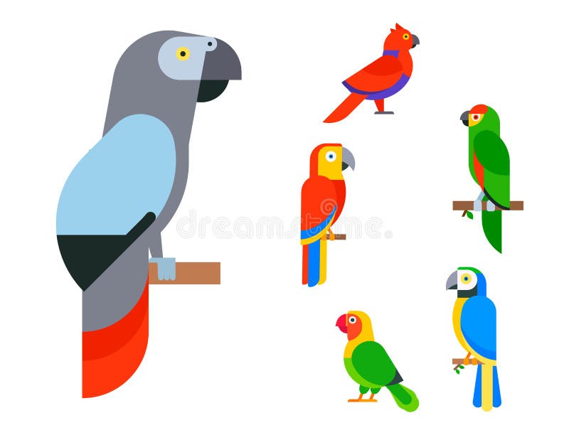Parrots birds breed species animal nature tropical parakeets.