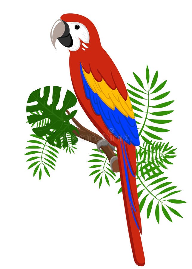 Parrots Cartoon Stock Illustrations – 2,047 Parrots Cartoon Stock Illustrations, Vectors & Clipart - Dreamstime Parrots Cartoon Stock Illustrations – 2,047 Parrots Cartoon Stock Illustrations, Vectors & Clipart - Dreamstime