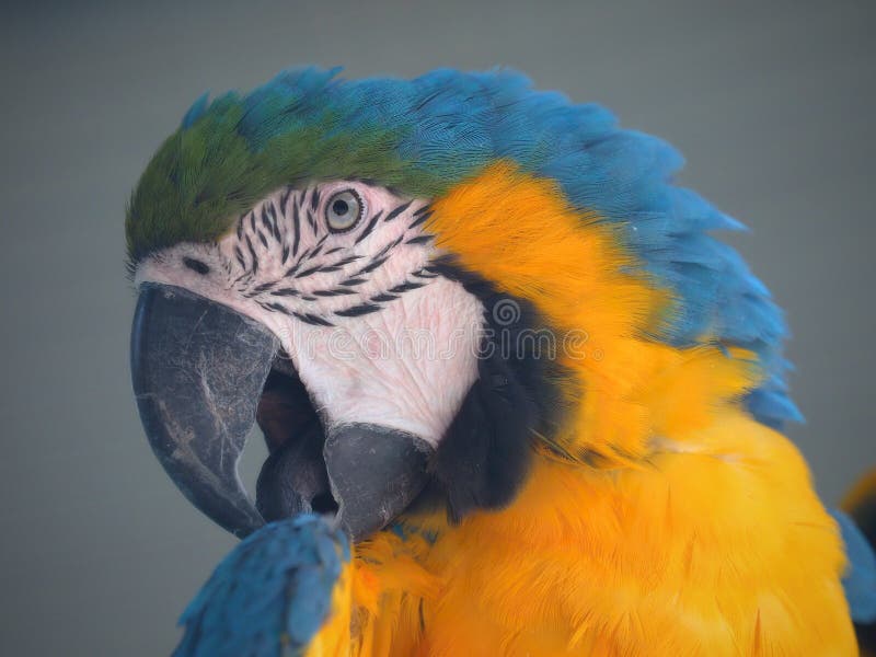 Parrots are Classified in the Animal Kingdom, Chordate Tribe, Bird Class,  Aviation Subclass and Parrot  Colored Stock Photo - Image of  interesting, kingdom: 156463812
