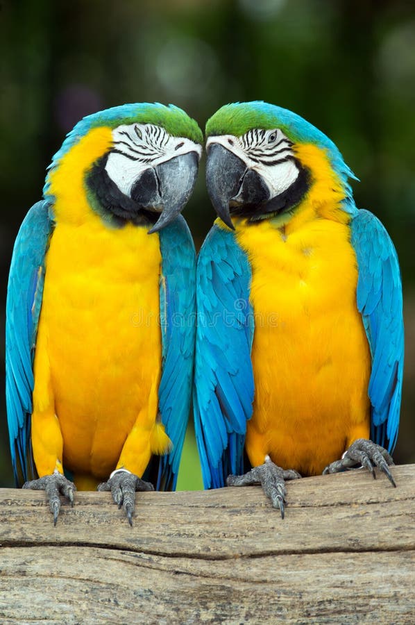 Parrots