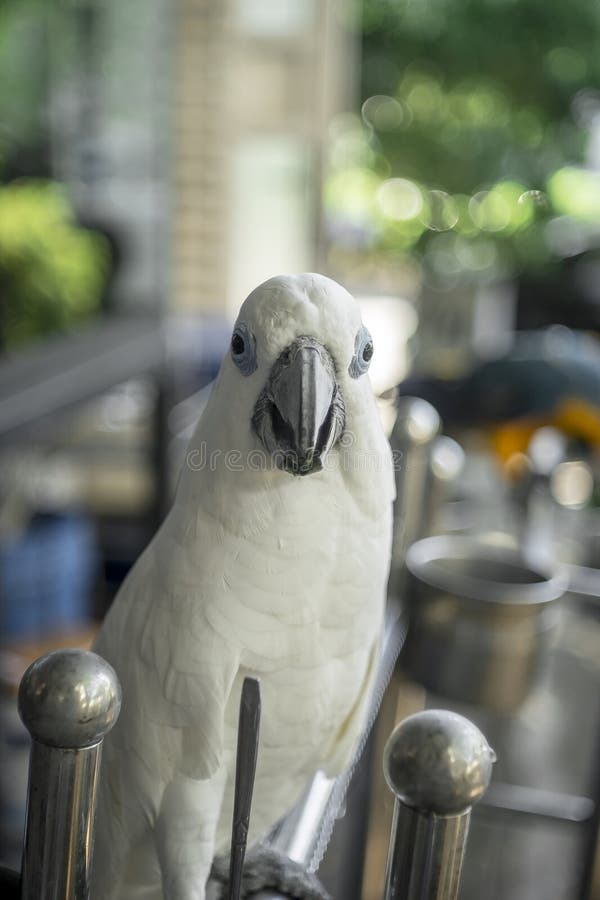 Parrots som väntar på att äta färgade papegojor mycket vackra djungelpapegojor arkivbilder