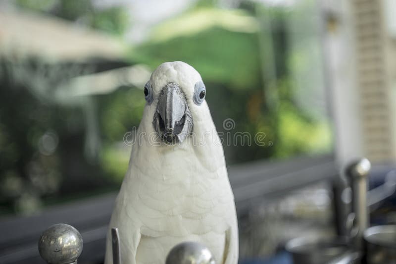 Parrots som väntar på att äta färgade papegojor mycket vackra djungelpapegojor. Parroter som väntar på att äta mycket vackra, färgstarka papegojor som tämligen tämligen tama och hösta papegojor